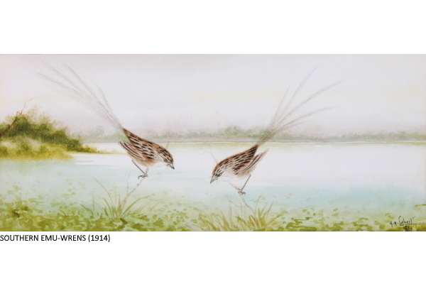SOUTHERN EMU-WRENS (1914)